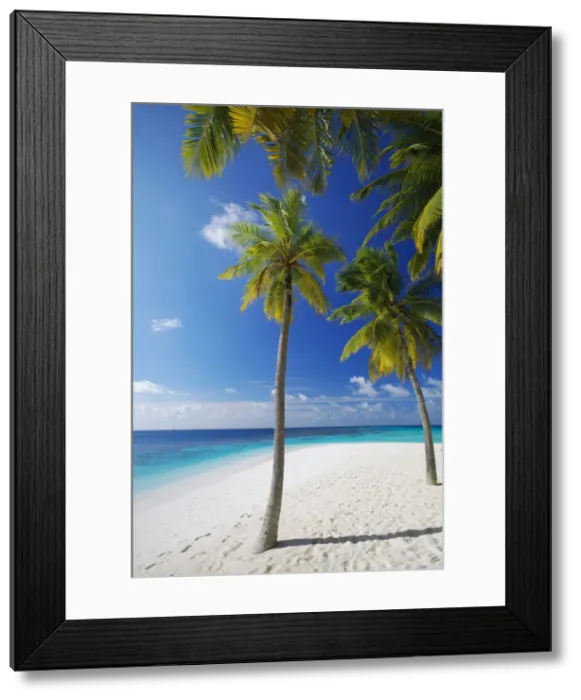 Framed Print : Palm trees on beach, Maldives, Indian Ocean, Asia Framed Print : Palm trees on beach, Maldives, Indian Ocean, Asia