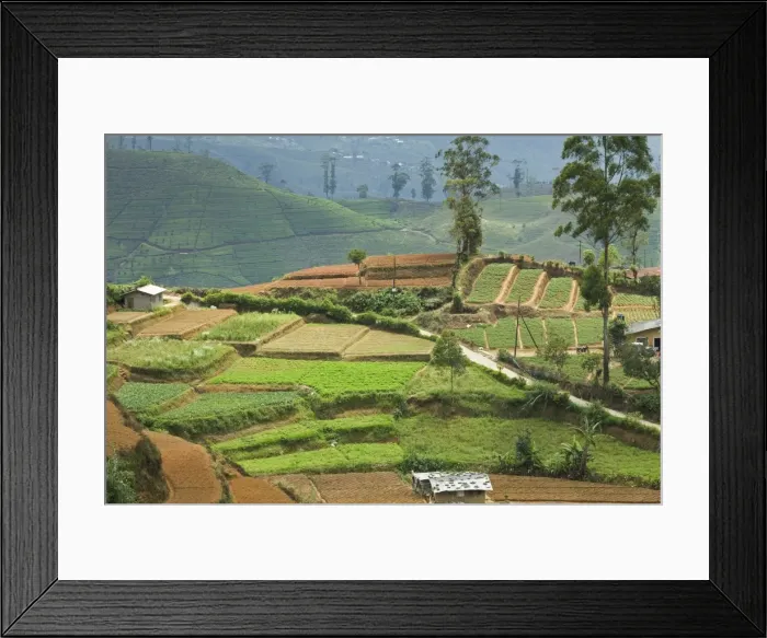 Framed Print : Vegetable cultivation, an important alternative to the normal tea crop in the Hill Country near Nuwara Eliya, Sri Framed Print : Vegetable cultivation, an important alternative to the normal tea crop in the Hill Country near Nuwara Eliya, Sri