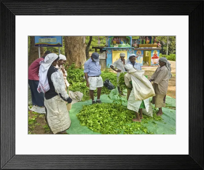 Framed Print : Plantation Tamil women bagging and weighing prized Uva tea by a temple near Ella in the Central Highlands, Ella, Sri Framed Print : Plantation Tamil women bagging and weighing prized Uva tea by a temple near Ella in the Central Highlands, Ella, Sri