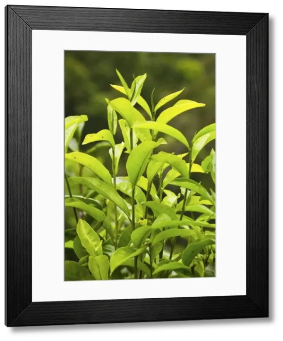 Framed Print : Richly flavoured, aromatic high altitude Uva tea growing in the Namunukula Mountains Framed Print : Richly flavoured, aromatic high altitude Uva tea growing in the Namunukula Mountains