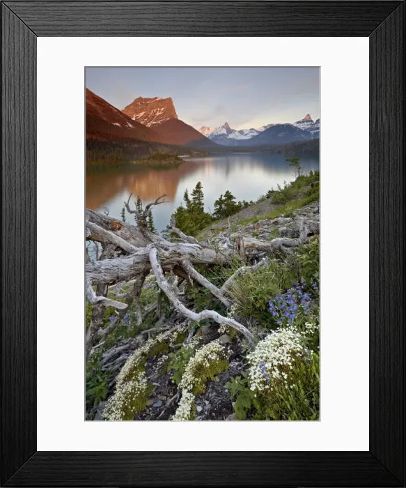 Framed Print : Dusty Star Mountain, St. Mary Lake, and wildflowers at dawn, Glacier National Park Framed Print : Dusty Star Mountain, St. Mary Lake, and wildflowers at dawn, Glacier National Park