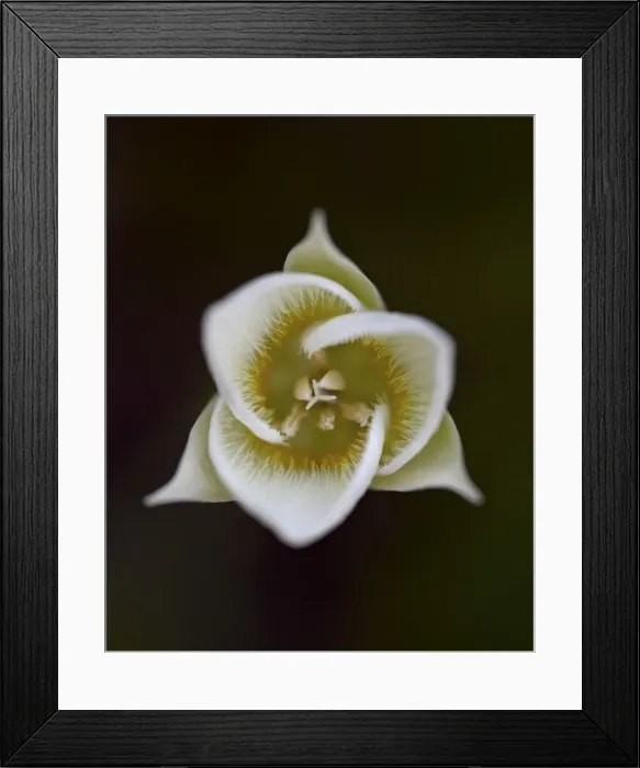 Framed Print : Pointed Mariposa lily (pointedtip Mariposa lily (Calochortus apiculatus) Framed Print : Pointed Mariposa lily (pointedtip Mariposa lily (Calochortus apiculatus)