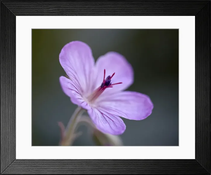 Framed Print : Sticky geranium (Geranium viscosissimum), Glacier National Park, Montana