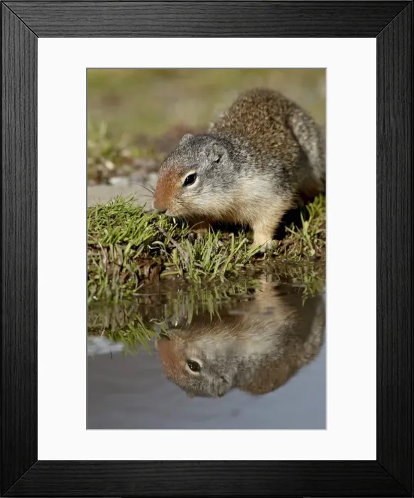 Framed Print : Columbian ground squirrel (Citellus columbianus) reflected, Glacier National Park Framed Print : Columbian ground squirrel (Citellus columbianus) reflected, Glacier National Park
