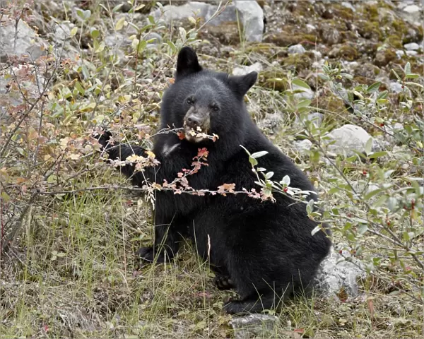 Black bear (Ursus americanus) cub eating Canadian gooseberry berries, Jasper National Park
