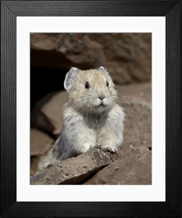 Framed Print : American pika (Ochotona princeps), Peter Lougheed Provincial Park, Kananaskis Country Framed Print : American pika (Ochotona princeps), Peter Lougheed Provincial Park, Kananaskis Country