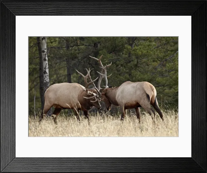 Framed Print : Two bull elk (Cervus canadensis) sparring during the rut, Jasper National Park Framed Print : Two bull elk (Cervus canadensis) sparring during the rut, Jasper National Park