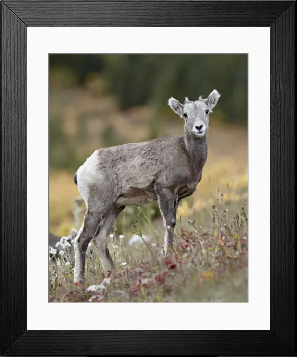 Framed Print : Bighorn sheep (Ovis canadensis) lamb, Peter Lougheed Provincial Park, Kananaskis Country Framed Print : Bighorn sheep (Ovis canadensis) lamb, Peter Lougheed Provincial Park, Kananaskis Country