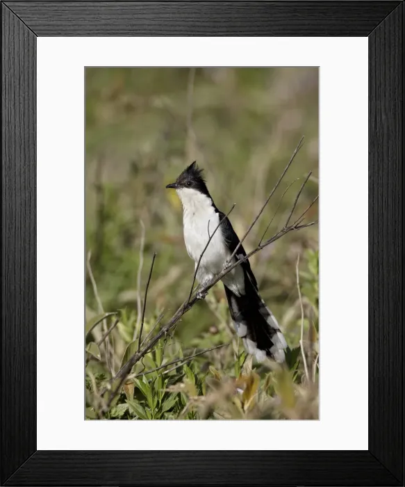 Framed Print : Black and white cuckoo (Oxylophus jacobinus), Serengeti National Park, Tanzania Framed Print : Black and white cuckoo (Oxylophus jacobinus), Serengeti National Park, Tanzania