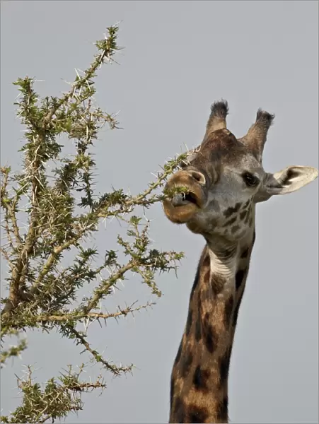 Masai giraffe (Giraffa camelopardalis tippelskirchi) feeding, Serengeti National Park
