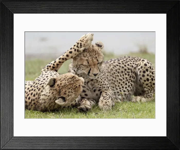 Framed Print : Cheetah (Acinonyx jubatus) mother and an old cub, Serengeti National Park Framed Print : Cheetah (Acinonyx jubatus) mother and an old cub, Serengeti National Park