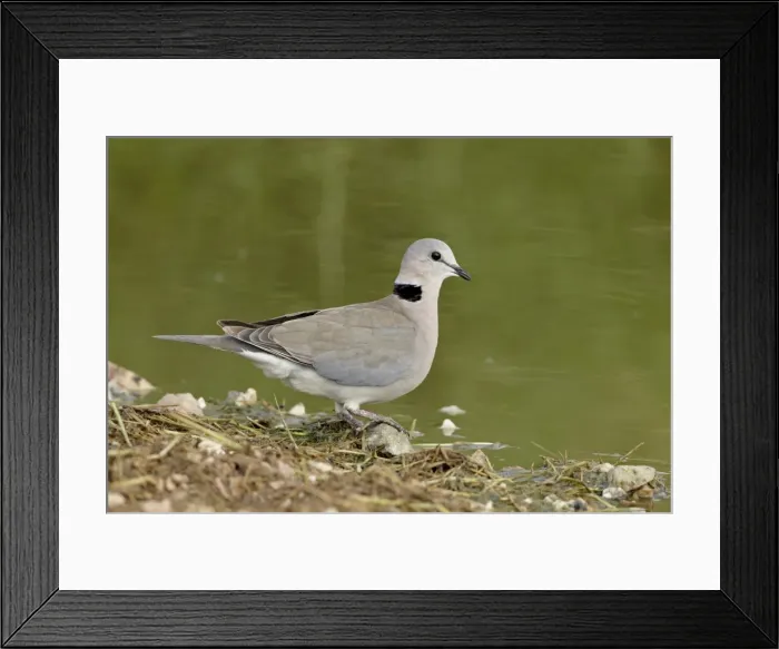 Framed Print : Ring-necked dove (Cape turtle dove) (half-collared dove), (Streptopelia capicola) Framed Print : Ring-necked dove (Cape turtle dove) (half-collared dove), (Streptopelia capicola)