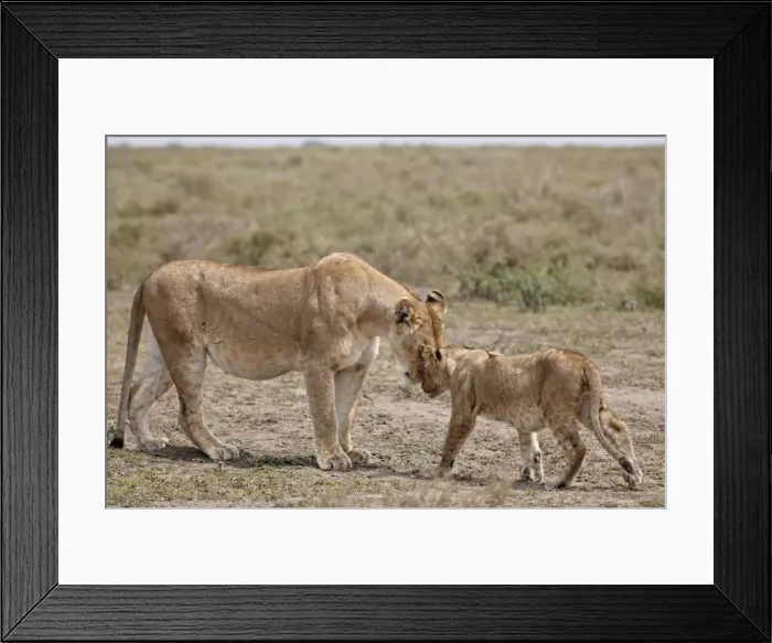 Framed Print : Lioness (Panthera leo) greeting a cub, Serengeti National Park, Tanzania Framed Print : Lioness (Panthera leo) greeting a cub, Serengeti National Park, Tanzania
