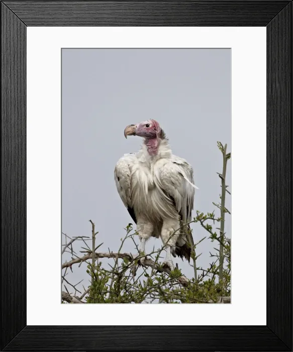 Framed Print : Hypomelanistic lappet-faced vulture (Torgos tracheliotus), Serengeti National Park Framed Print : Hypomelanistic lappet-faced vulture (Torgos tracheliotus), Serengeti National Park