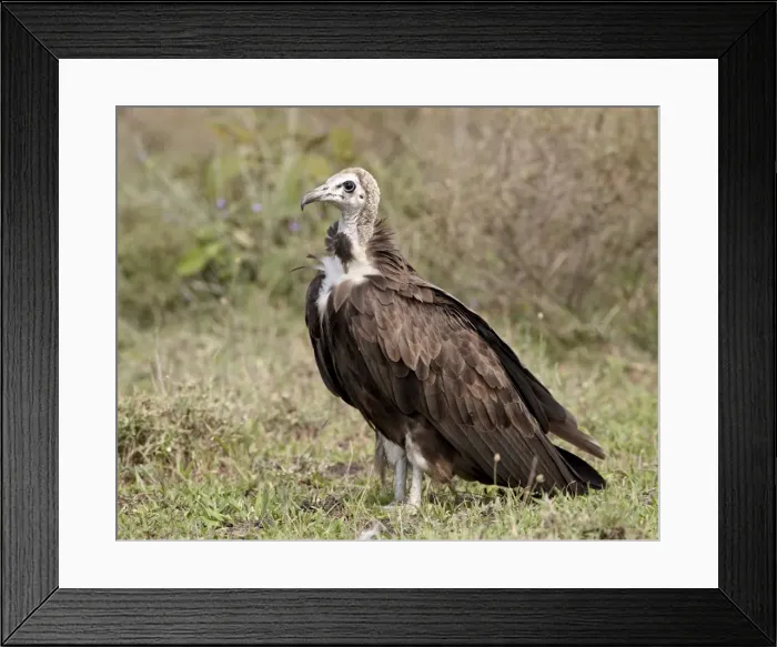 Framed Print : Egyptian vulture (Neophron percnopterus), Serengeti National Park, Tanzania Framed Print : Egyptian vulture (Neophron percnopterus), Serengeti National Park, Tanzania