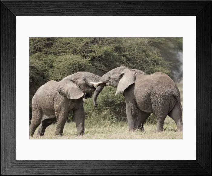 Framed Print : Two African elephant (Loxodonta africana) sparring, Serengeti National Park Framed Print : Two African elephant (Loxodonta africana) sparring, Serengeti National Park