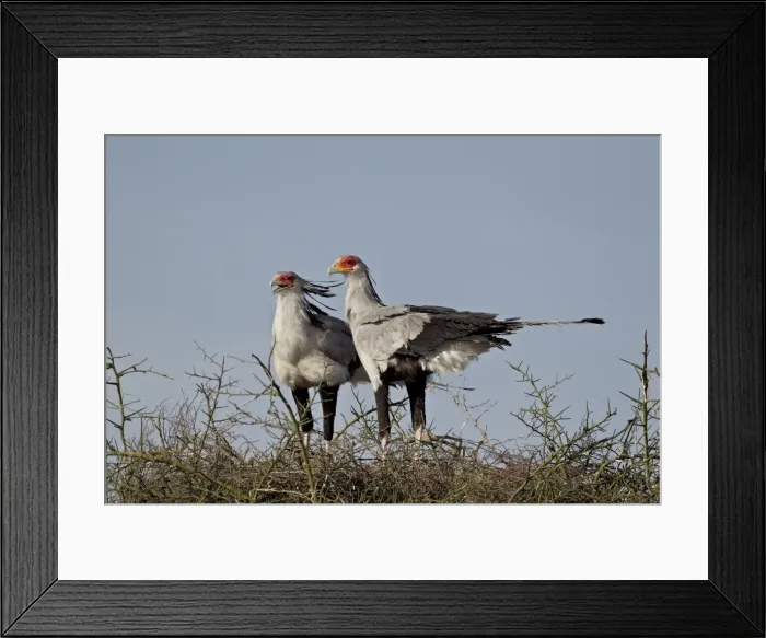 Framed Print : Secretarybird (Sagittarius serpentarius) pair atop their nest, Serengeti National Park Framed Print : Secretarybird (Sagittarius serpentarius) pair atop their nest, Serengeti National Park