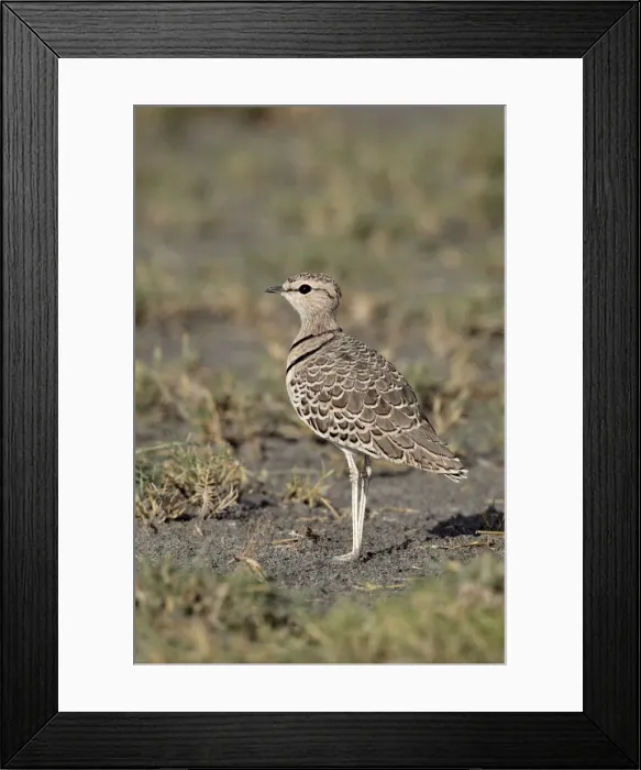 Framed Print : Two-banded courser (double-banded courser) (Rhinoptilus africanus), Serengeti National Park Framed Print : Two-banded courser (double-banded courser) (Rhinoptilus africanus), Serengeti National Park