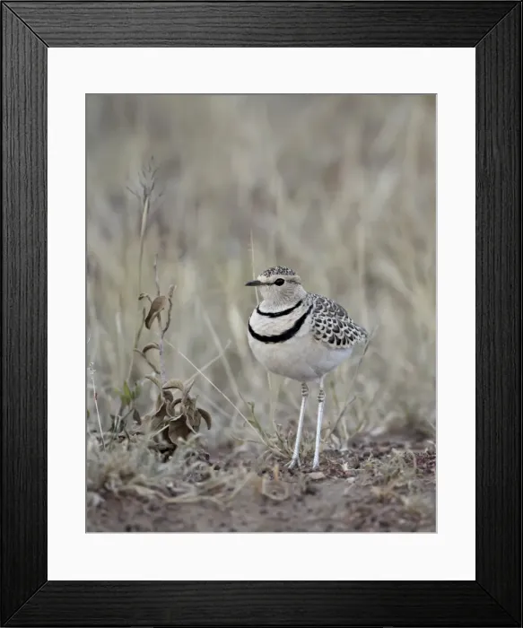 Framed Print : Two-Banded Courser (Double-Banded Courser) (Rhinoptilus africanus), Serengeti National Park Framed Print : Two-Banded Courser (Double-Banded Courser) (Rhinoptilus africanus), Serengeti National Park