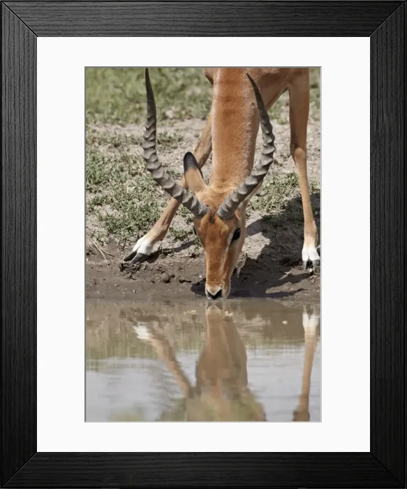 Framed Print : Male impala (Aepyceros melampus) drinking, Serengeti National Park, Tanzania Framed Print : Male impala (Aepyceros melampus) drinking, Serengeti National Park, Tanzania