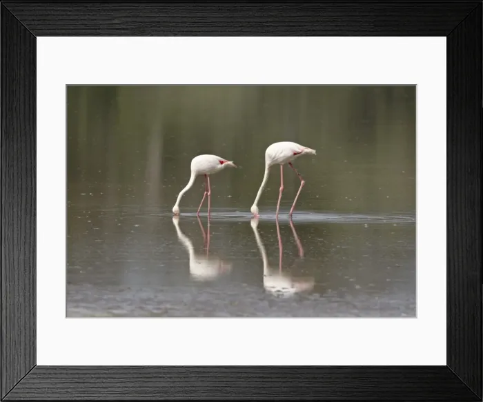 Framed Print : Two greater flamingo (Phoenicopterus roseus) feeding, Serengeti National Park Framed Print : Two greater flamingo (Phoenicopterus roseus) feeding, Serengeti National Park