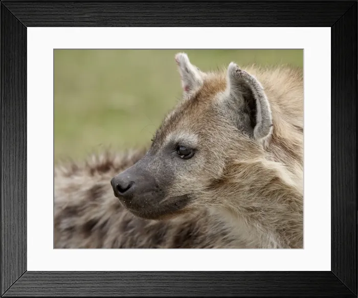 Framed Print : Spotted Hyena (Spotted Hyaena) (Crocuta crocuta), Serengeti National Park Framed Print : Spotted Hyena (Spotted Hyaena) (Crocuta crocuta), Serengeti National Park