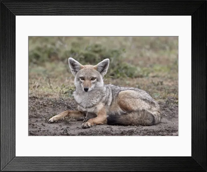 Framed Print : Golden jackal (Canisa aureus), Serengeti National Park, Tanzania, East Africa, Africa Framed Print : Golden jackal (Canisa aureus), Serengeti National Park, Tanzania, East Africa, Africa