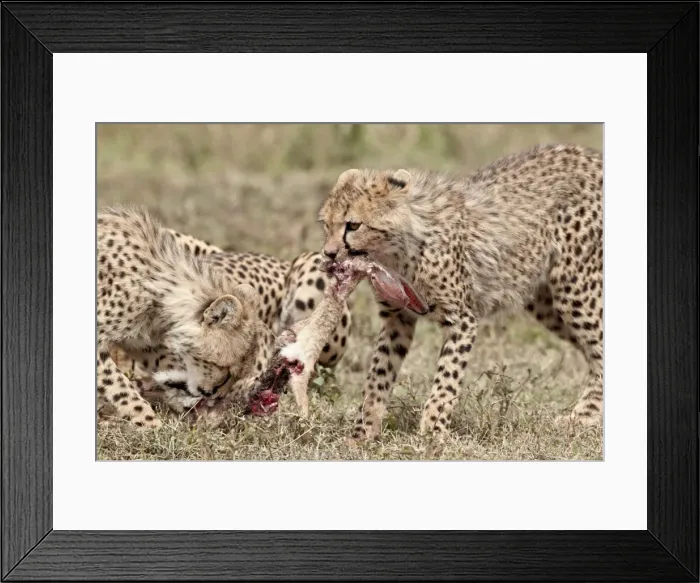 Framed Print : Two cheetah (Acinonyx jubatus) cubs at an African hare kill, Serengeti National Park Framed Print : Two cheetah (Acinonyx jubatus) cubs at an African hare kill, Serengeti National Park