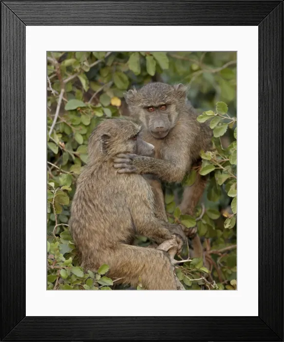 Framed Print : Two young Olive baboons (Papio cynocephalus anubis), Serengeti National Park Framed Print : Two young Olive baboons (Papio cynocephalus anubis), Serengeti National Park