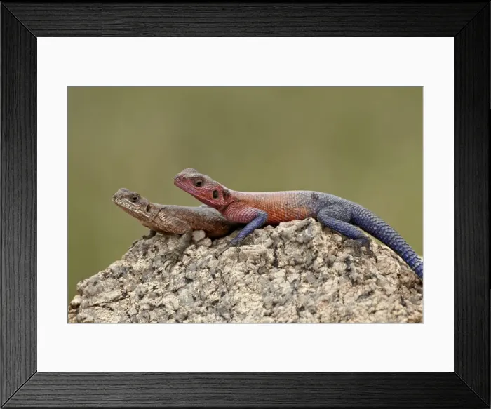 Framed Print : Red-headed agama (Agama agama) pair, Serengeti National Park, Tanzania Framed Print : Red-headed agama (Agama agama) pair, Serengeti National Park, Tanzania