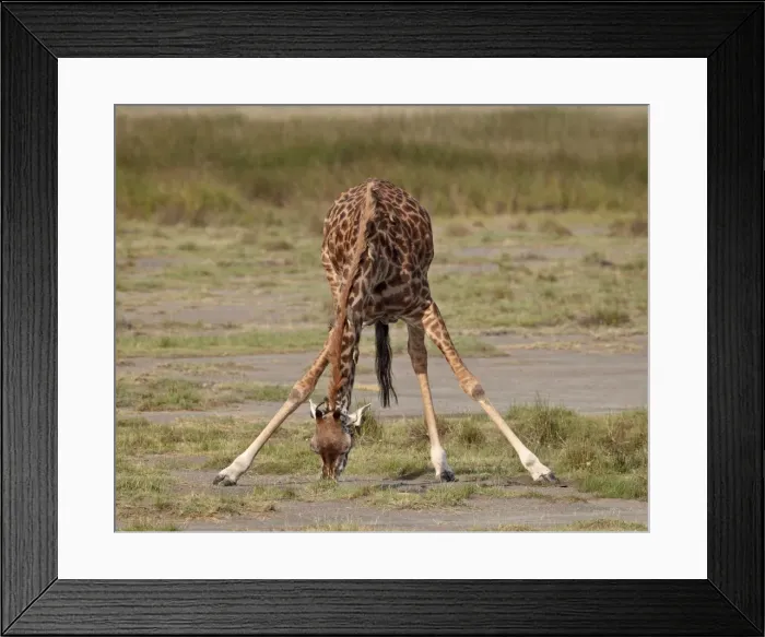 Framed Print : Masai giraffe (Giraffa camelopardalis tippelskirchi) drinking, Serengeti National Park Framed Print : Masai giraffe (Giraffa camelopardalis tippelskirchi) drinking, Serengeti National Park