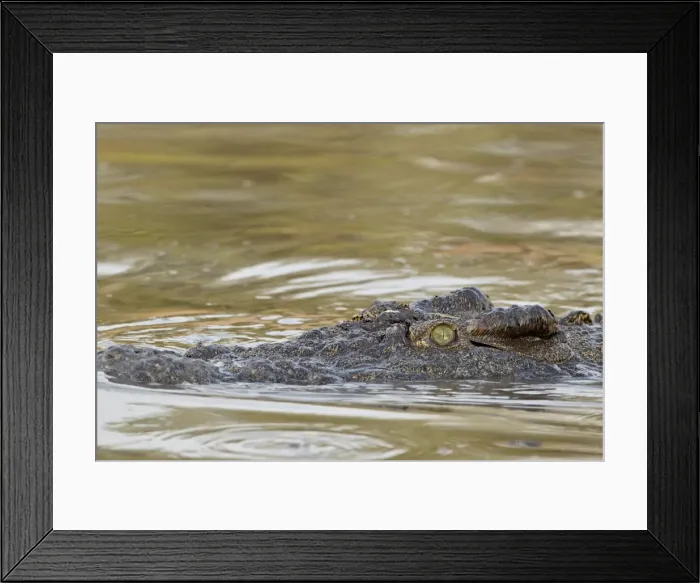 Framed Print : Nile crocodile (Crocodylus niloticus) swimming, Serengeti National Park