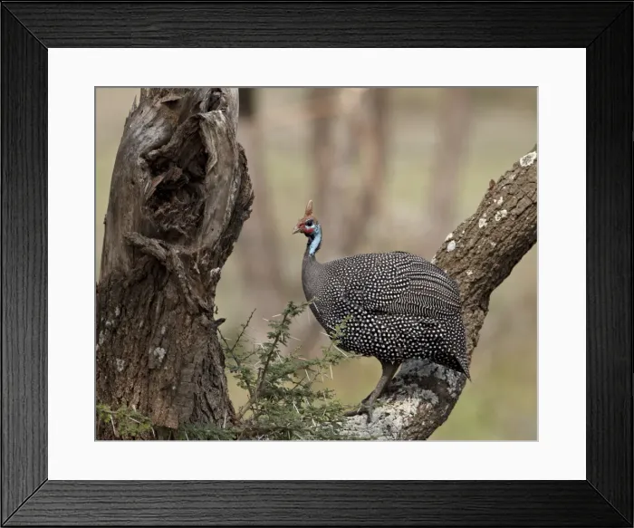 Framed Print : Helmeted guineafowl (Numida meleagris) in a tree, Serengeti National Park Framed Print : Helmeted guineafowl (Numida meleagris) in a tree, Serengeti National Park
