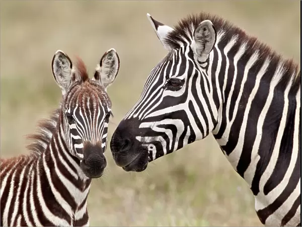 Common zebra or Burchells zebra (Equus burchelli) foal and mare, Serengeti National Park