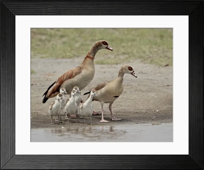 Framed Print : Egyptian goose (Alopochen aegyptiacus) adults and chicks, Serengeti National Park Framed Print : Egyptian goose (Alopochen aegyptiacus) adults and chicks, Serengeti National Park