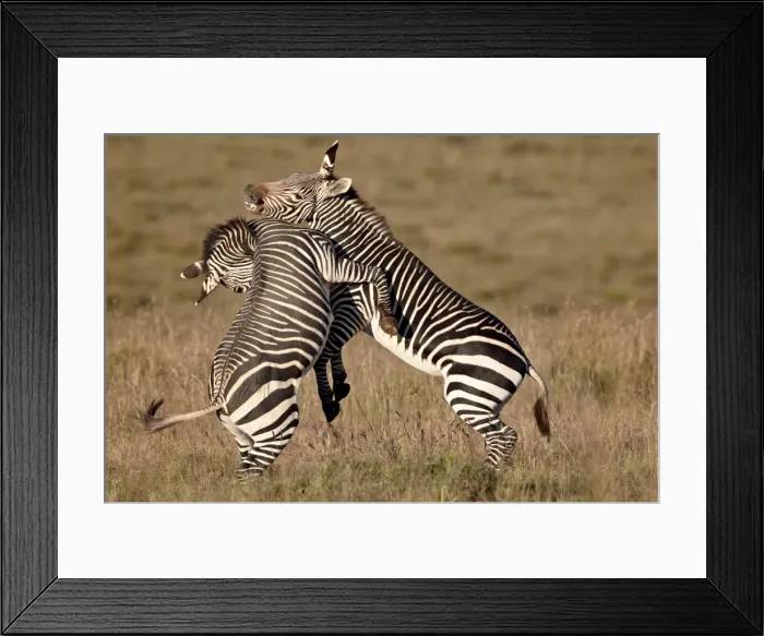 Framed Print : Cape mountain zebra (Equus zebra zebra) sparring, Mountain Zebra National Park Framed Print : Cape mountain zebra (Equus zebra zebra) sparring, Mountain Zebra National Park