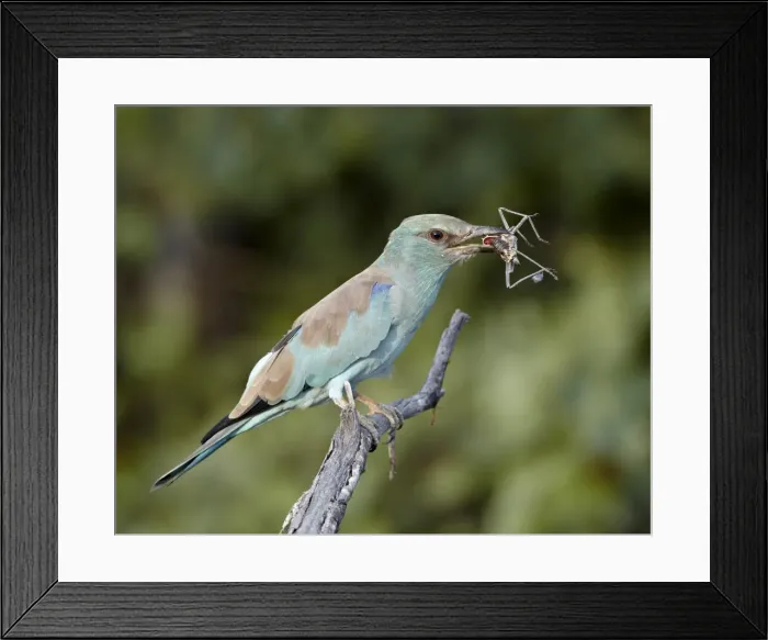 Framed Print : European roller (Coracias garrulus) with an insect, Kruger National Park Framed Print : European roller (Coracias garrulus) with an insect, Kruger National Park
