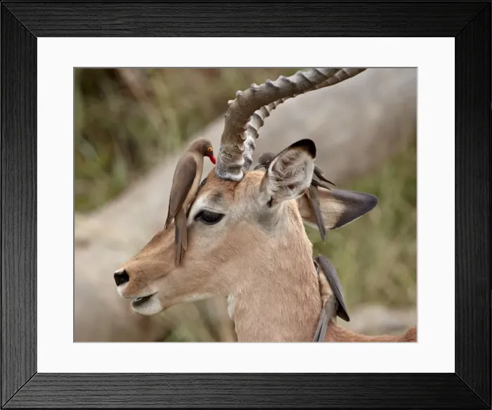 Framed Print : Impala (Aepyceros melampus) buck with red-billed oxpecker (Buphagus erythrorhynchus) Framed Print : Impala (Aepyceros melampus) buck with red-billed oxpecker (Buphagus erythrorhynchus)