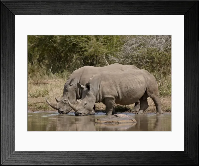 Framed Print : Two white rhinoceros (Ceratotherium simum) drinking, Kruger National Park Framed Print : Two white rhinoceros (Ceratotherium simum) drinking, Kruger National Park