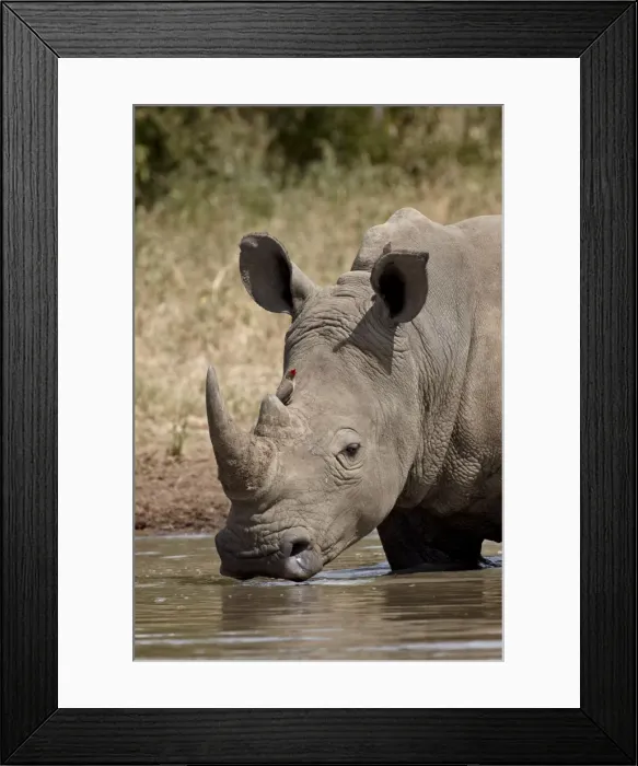 Framed Print : White rhinoceros (Ceratotherium simum) with a red-billed oxpecker (Buphagus erythrorhynchus) Framed Print : White rhinoceros (Ceratotherium simum) with a red-billed oxpecker (Buphagus erythrorhynchus)