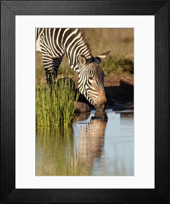 Framed Print : Cape mountain zebra (Equus zebra zebra) drinking, Mountain Zebra National Park Framed Print : Cape mountain zebra (Equus zebra zebra) drinking, Mountain Zebra National Park