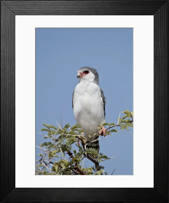 Framed Print : Pygmy falcon (Polihierax semitorquatus), Kgalagadi Transfrontier Park, encompassing the former Kalahari Gemsbok National Park, South Framed Print : Pygmy falcon (Polihierax semitorquatus), Kgalagadi Transfrontier Park, encompassing the former Kalahari Gemsbok National Park, South