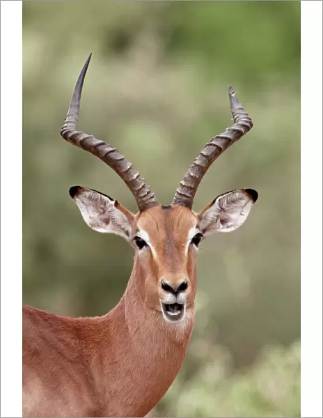 Impala (Aepyceros melampus) buck chewing its cud, Kruger National Park