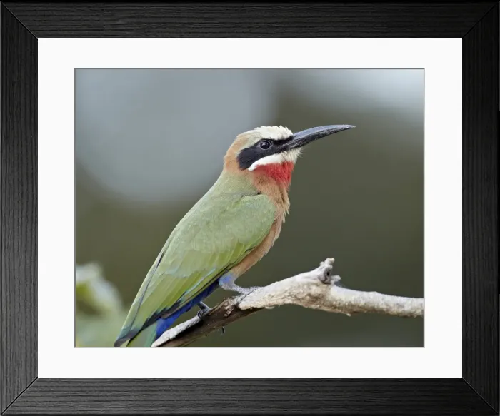 Framed Print : White-fronted bee-eater (Merops bullockoides), Kruger National Park, South Africa, Africa Framed Print : White-fronted bee-eater (Merops bullockoides), Kruger National Park, South Africa, Africa