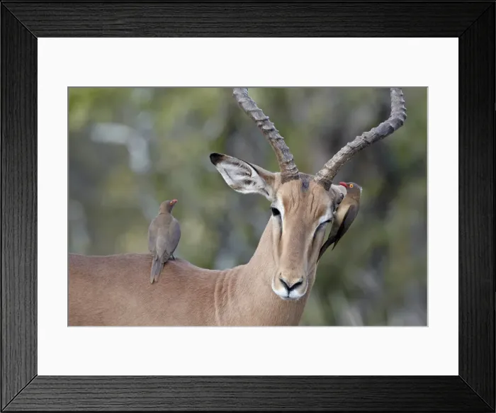 Framed Print : Male impala (Aepyceros melampus) with two red-billed oxpeckers (Buphagus erythrorhynchus) Framed Print : Male impala (Aepyceros melampus) with two red-billed oxpeckers (Buphagus erythrorhynchus)