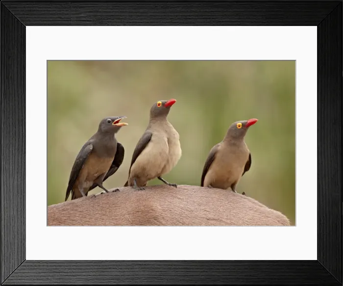 Framed Print : Two adult and an immature red-billed oxpecker (Buphagus erythrorhynchus) on an impala Framed Print : Two adult and an immature red-billed oxpecker (Buphagus erythrorhynchus) on an impala
