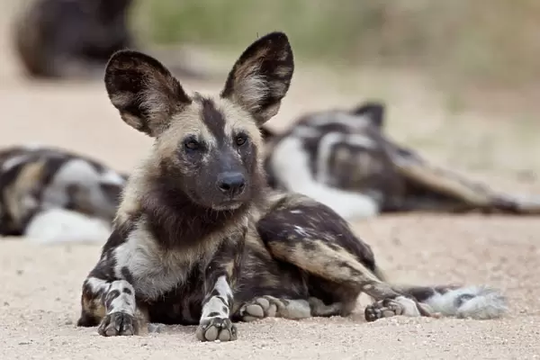 African wild dog (African hunting dog) (Cape hunting dog) (Lycaon pictus)