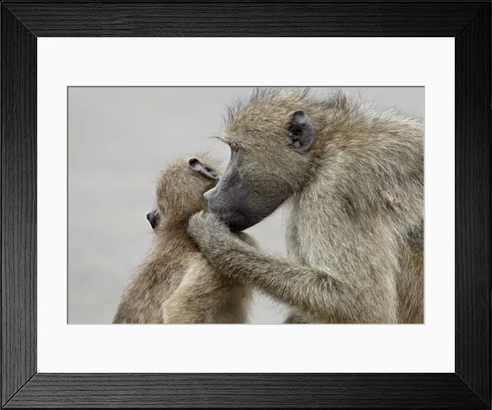 Framed Print : Chacma baboon (Papio ursinus) grooming, Kruger National Park, South Africa, Africa Framed Print : Chacma baboon (Papio ursinus) grooming, Kruger National Park, South Africa, Africa