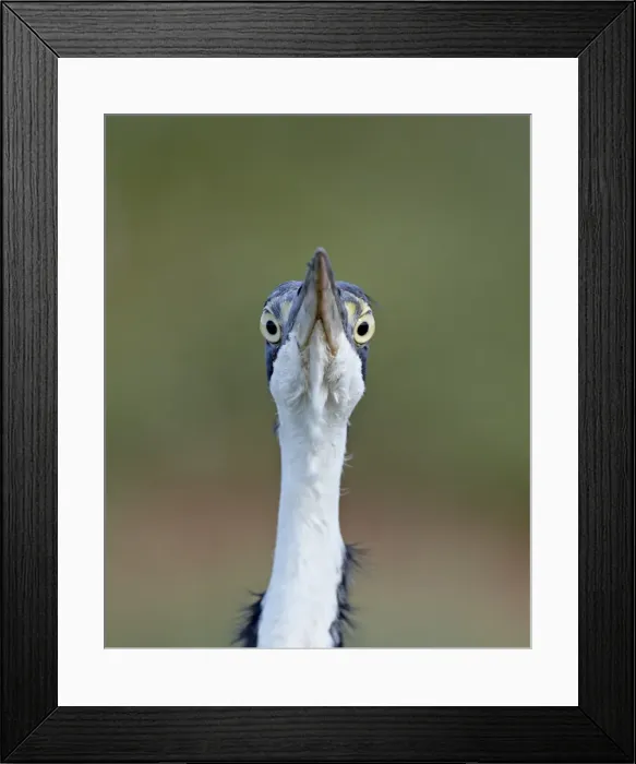 Framed Print : Black-headed heron (Ardea melanocephala), Addo Elephant National Park, South Africa Framed Print : Black-headed heron (Ardea melanocephala), Addo Elephant National Park, South Africa