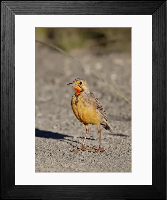 Framed Print : Orange-throated longclaw (Cape longclaw) (Macronyx capensis), Mountain Zebra National Park Framed Print : Orange-throated longclaw (Cape longclaw) (Macronyx capensis), Mountain Zebra National Park